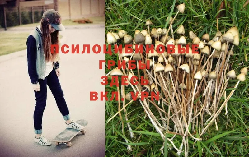 Псилоцибиновые грибы Psilocybe  это наркотические препараты  Ульяновск 